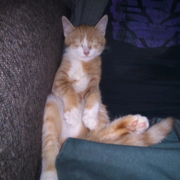 Meet your Posher, Jeremy tiffany - Picture 1 of 1